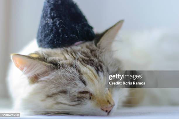 white cat sleeping with black chaplet, white cat with queen crown in undefined background, ear and muzzle (very old cats). because they are blends, srd cats can have different colors and skin types, sizes, shapes and appearance. july 2, 2018 in brazil. be - kcris ramos imagens e fotografias de stock