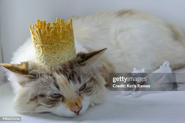 white cat with paw, white cat with queen crown in undefined background, ear and muzzle (very old cats). because they are blends, srd cats can have different colors and skin types, sizes, shapes and appearance. july 2, 2018 in brazil. because they are blen - undefined stock pictures, royalty-free photos & images