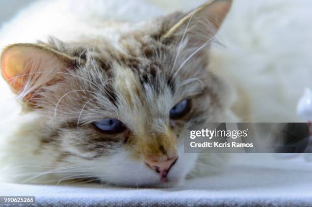 cat face with blue eyes, white cat with queen crown in undefined background, ear and muzzle (very old cats). because they are blends, srd cats can have different colors and skin types, sizes, shapes and appearance. july 2, 2018 in brazil. because they are - kcris ramos imagens e fotografias de stock