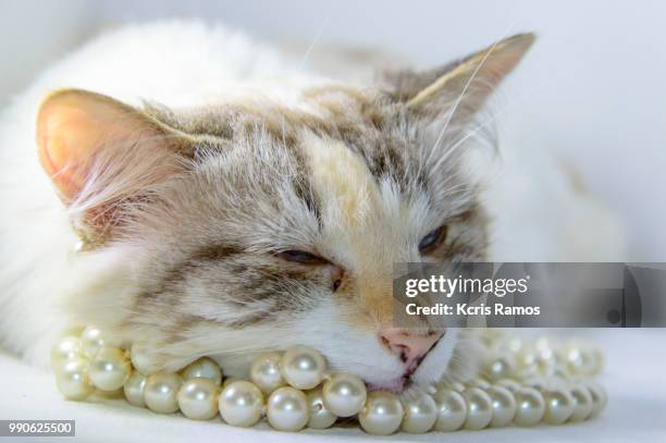 white cat sleeping with pearls necklace, white cat with queen crown in undefined background, ear and muzzle (very old cats). because they are blends, srd cats can have different colors and skin types, sizes, shapes and appearance. july 2, 2018 in brazil. - undefined stock pictures, royalty-free photos & images