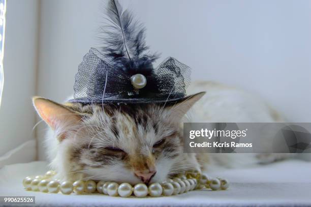 white cat sleeping with pearls necklace and black chaplet, white cat with queen crown in undefined background, ear and muzzle (very old cats). because they are blends, srd cats can have different colors and skin types, sizes, shapes and appearance. july 2 - undefined imagens e fotografias de stock