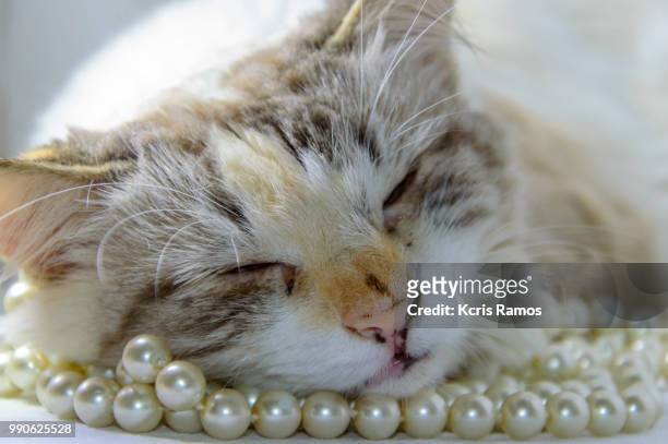 white cat sleeping with pearls necklace, white cat with queen crown in undefined background, ear and muzzle (very old cats). because they are blends, srd cats can have different colors and skin types, sizes, shapes and appearance. july 2, 2018 in brazil. - undefined stock pictures, royalty-free photos & images