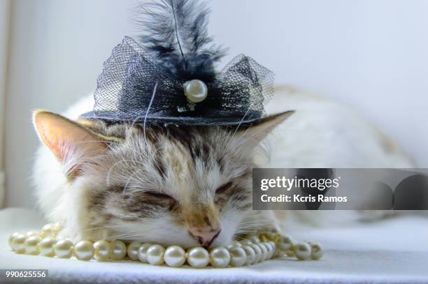 white cat sleeping with pearls necklace and black chaplet, white cat with queen crown in undefined background, ear and muzzle (very old cats). because they are blends, srd cats can have different colors and skin types, sizes, shapes and appearance. july 2 - kcris ramos imagens e fotografias de stock