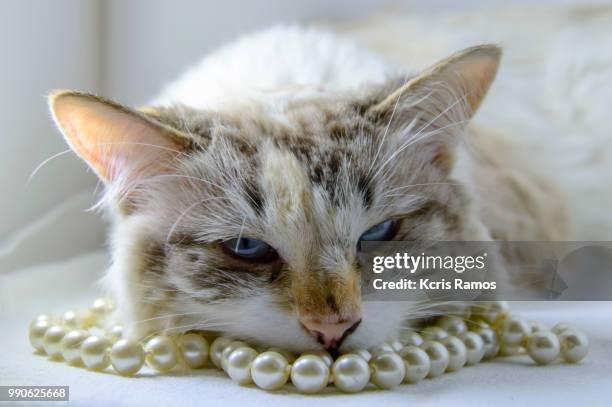 white cat sleeping with pearls necklace, white cat with queen crown in undefined background, ear and muzzle (very old cats). because they are blends, srd cats can have different colors and skin types, sizes, shapes and appearance. july 2, 2018 in brazil. - undefined stock pictures, royalty-free photos & images