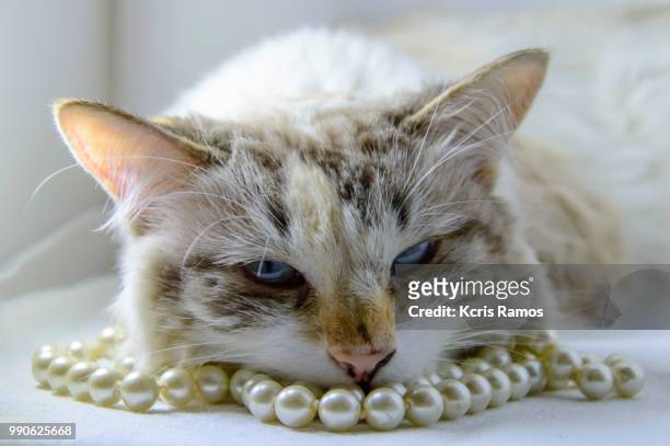 white cat sleeping with pearls necklace, white cat with queen crown in undefined background, ear and muzzle (very old cats). because they are blends, srd cats can have different colors and skin types, sizes, shapes and appearance. july 2, 2018 in brazil. - kcris ramos imagens e fotografias de stock