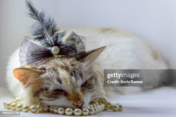 white cat sleeping with pearls necklace and black chaplet, white cat with queen crown in undefined background, ear and muzzle (very old cats). because they are blends, srd cats can have different colors and skin types, sizes, shapes and appearance. july 2 - undefined stock pictures, royalty-free photos & images