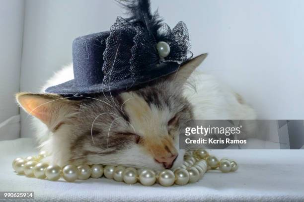 white cat sleeping with pearls necklace and black chaplet, white cat with queen crown in undefined background, ear and muzzle (very old cats). because they are blends, srd cats can have different colors and skin types, sizes, shapes and appearance. july 2 - kcris ramos imagens e fotografias de stock