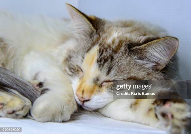 cat paws, white cat with queen crown in undefined background, ear and muzzle (very old cats). because they are blends, srd cats can have different colors and skin types, sizes, shapes and appearance. july 2, 2018 in brazil. because they are blends, srd ca - undefined stock pictures, royalty-free photos & images