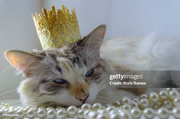 white cat with paw, white cat with queen crown in undefined background, ear and muzzle (very old cats). because they are blends, srd cats can have different colors and skin types, sizes, shapes and appearance. july 2, 2018 in brazil. because they are blen - gata 個照片及圖片檔