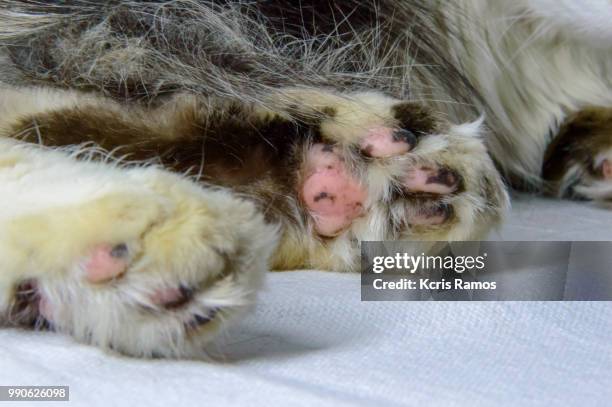 cat paws, white cat with queen crown in undefined background, ear and muzzle (very old cats). because they are blends, srd cats can have different colors and skin types, sizes, shapes and appearance. july 2, 2018 in brazil. because they are blends, srd ca - undefined stock pictures, royalty-free photos & images