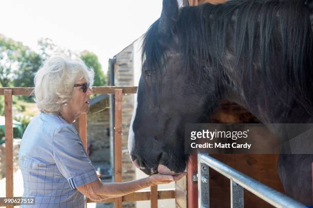 Camilla, the Duchess of Cornwall, visits Dyfed Shire Horse Farm in Eglwyswrw on July 3, 2018 in Pembrokeshire, Wales. Dyfed Shire Horse Farm is a...