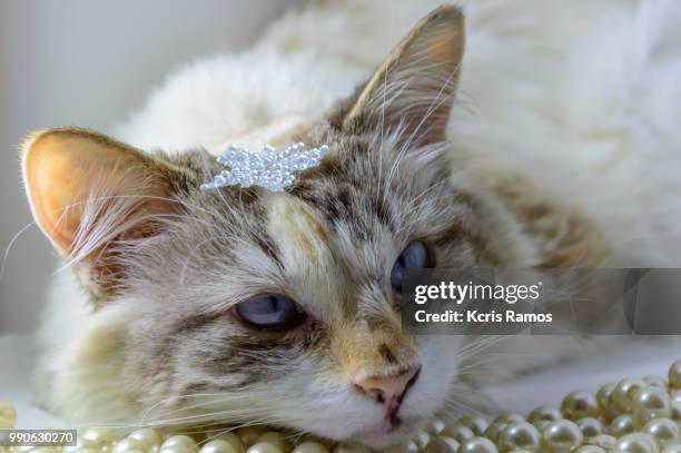 white cat sleeping with pearls necklace, white cat with queen crown in undefined background, ear and muzzle (very old cats). because they are blends, srd cats can have different colors and skin types, sizes, shapes and appearance. july 2, 2018 in brazil. - undefined imagens e fotografias de stock