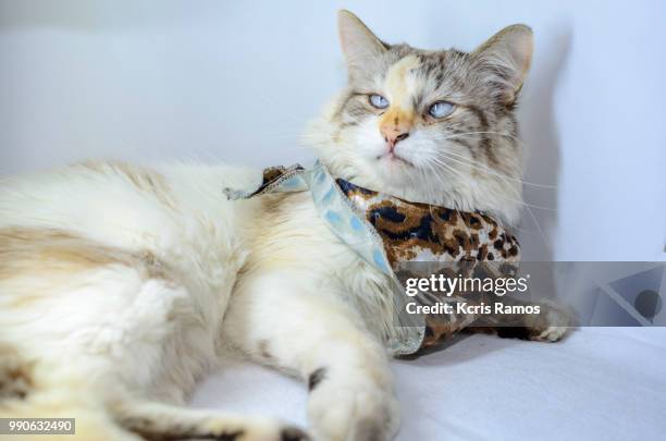 white cat with an ounce of milk on the neck, white cat with queen crown in undefined background, ear and muzzle (very old cats). because they are blends, srd cats can have different colors and skin types, sizes, shapes and appearance. july 2, 2018 in braz - kcris ramos imagens e fotografias de stock