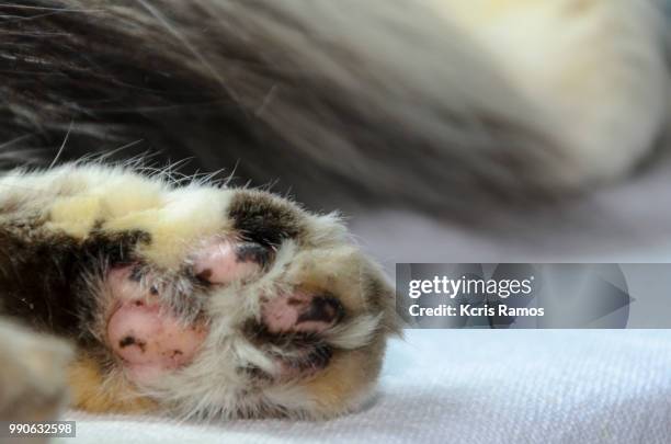 cat paws, white cat with queen crown in undefined background, ear and muzzle (very old cats). because they are blends, srd cats can have different colors and skin types, sizes, shapes and appearance. july 2, 2018 in brazil. because they are blends, srd ca - kcris ramos imagens e fotografias de stock