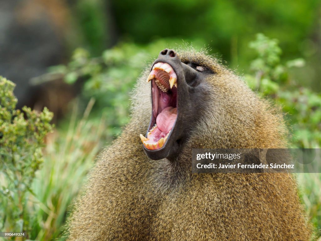 A male adult of Guinea baboon screaming and eestinating his frightening fangs. Papio papio.