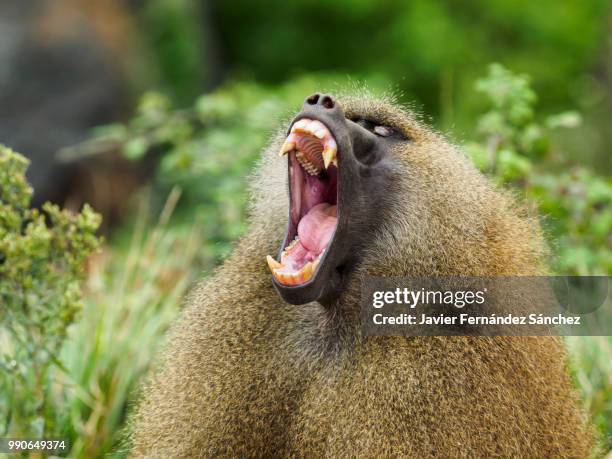 a male adult of guinea baboon screaming and eestinating his frightening fangs. papio papio. - guinea baboons stock pictures, royalty-free photos & images