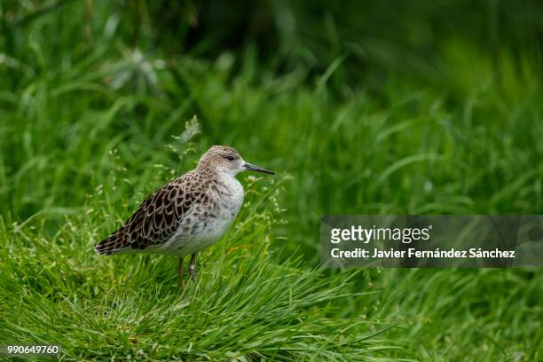 a female of the ruff  among the grass. calidris pugnax. - charadriiformes stock pictures, royalty-free photos & images