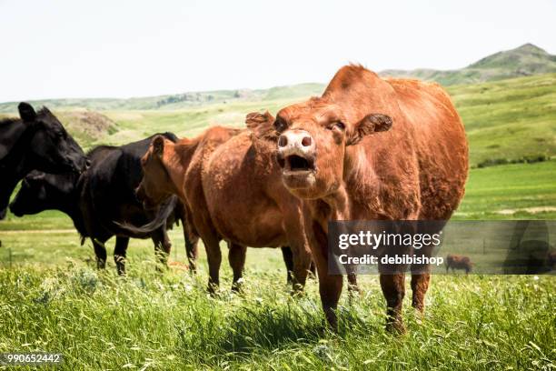 cow mooing. - cow mooing stock pictures, royalty-free photos & images