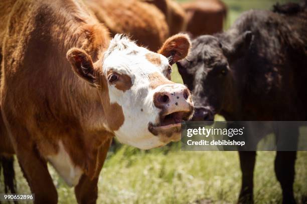 mugido de la vaca roja. - cow mooing fotografías e imágenes de stock