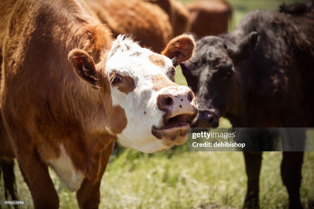 Red cow mooing.