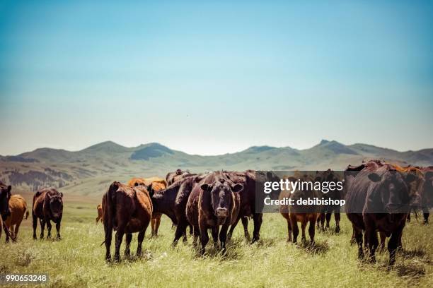 herd of cows. - black angus cattle stock pictures, royalty-free photos & images