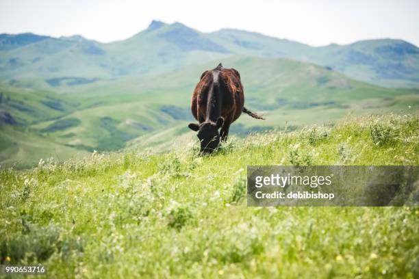 cattle grazing. - angus stock pictures, royalty-free photos & images