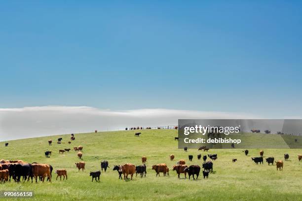 bovin sur une colline - cows grazing photos et images de collection