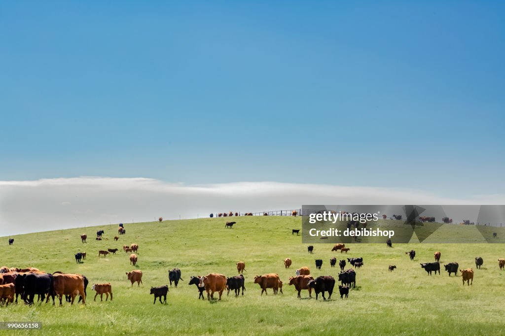 Cattle on a hill