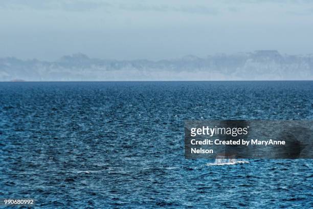 sperm whale tail in sea of cortez - sea of cortez foto e immagini stock