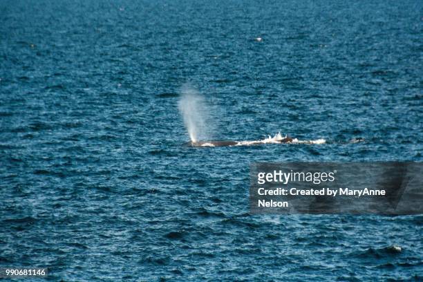 sperm whale blowing in sea of cortez - sea of cortez foto e immagini stock