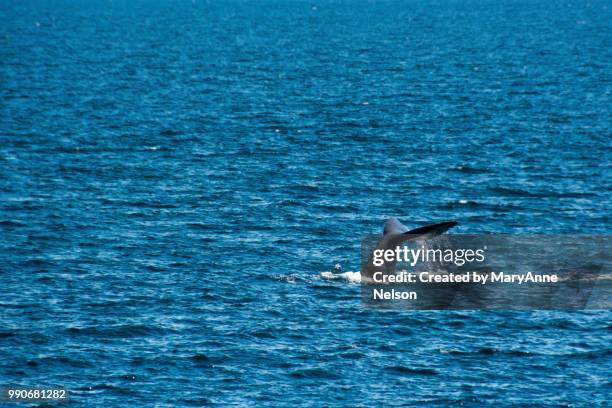 tail of sperm whale in sea of cortez - sea of cortez foto e immagini stock