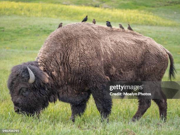 interspecies relationship - bison and cowbirds - cowbird stock pictures, royalty-free photos & images