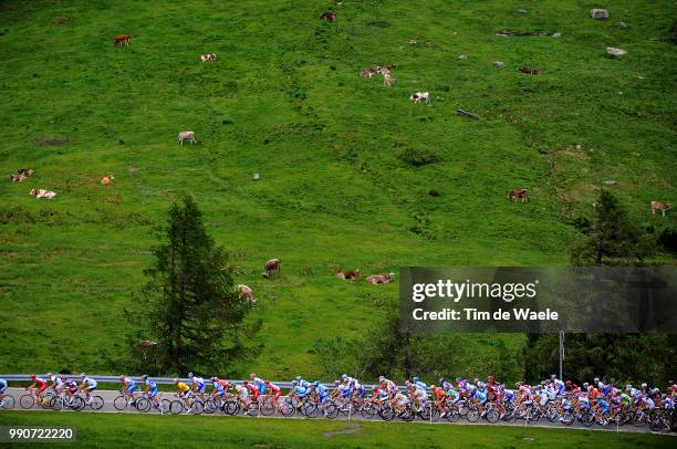 Tour Of Suisse, Stage 4Peleton Peloton, Illustration Illustratie, Cow Vache Koe, Biasca - Stafa , Ronde Van Zwitserland, Rit Etape, Tim De Waele