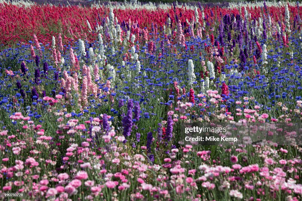 Delphinium Flower Fields Of Confetti In Worcestershire