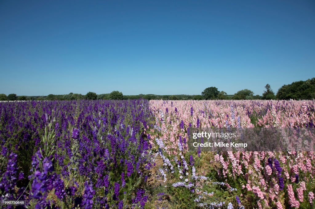 Delphinium Flower Fields Of Confetti In Worcestershire