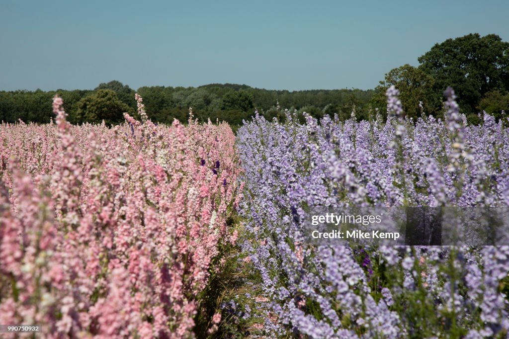 Delphinium Flower Fields Of Confetti In Worcestershire