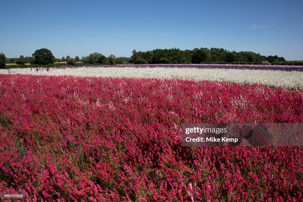 Delphinium Flower Fields Of Confetti In Worcestershire