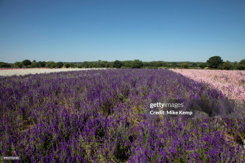 Delphinium Flower Fields Of Confetti In Worcestershire