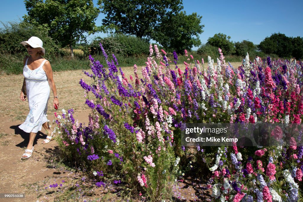 Delphinium Flower Fields Of Confetti In Worcestershire