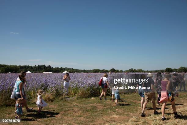 Acres of delphiniums and cornflowers in bloom on the Wyke Manor Estate in Worcestershire on 3rd July 2018 in Wick, near Pershore, United Kingdom. The...