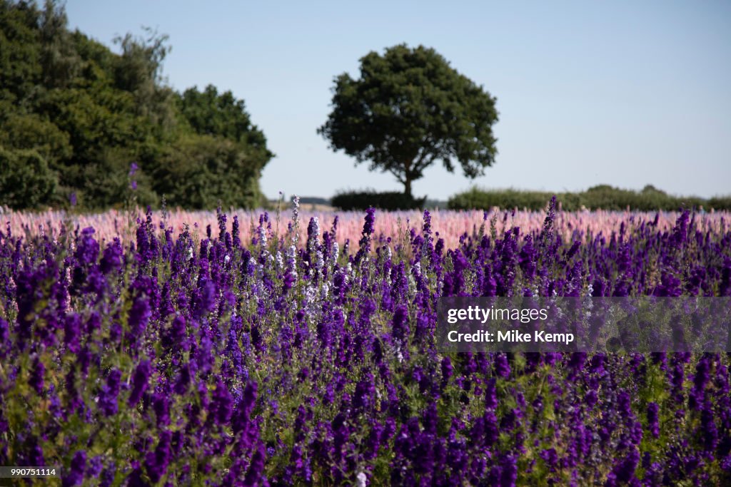 Delphinium Flower Fields Of Confetti In Worcestershire