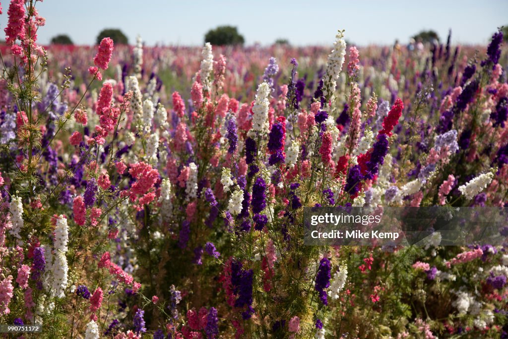 Delphinium Flower Fields Of Confetti In Worcestershire
