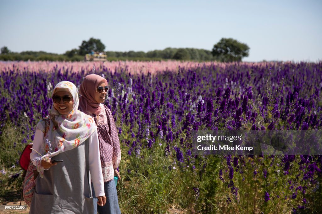 Delphinium Flower Fields Of Confetti In Worcestershire