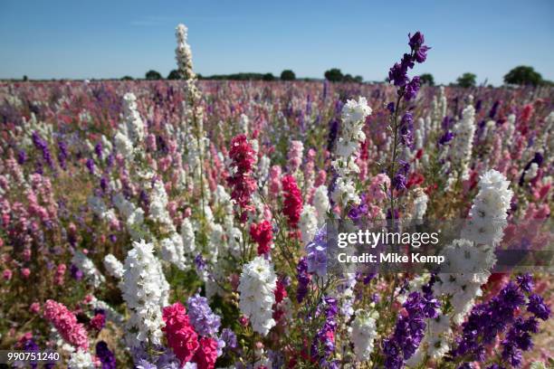 Acres of delphiniums and cornflowers in bloom on the Wyke Manor Estate in Worcestershire on 3rd July 2018 in Wick, near Pershore, United Kingdom. The...
