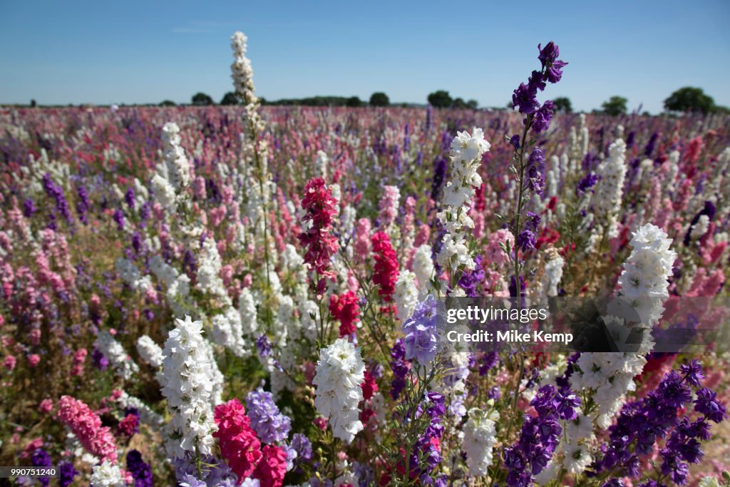 Delphinium Flower Fields Of Confetti In Worcestershire