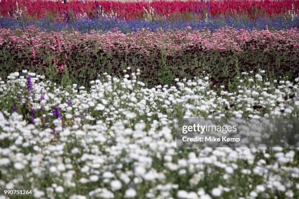 Acres of delphiniums and cornflowers in bloom on the Wyke Manor Estate in Worcestershire on 3rd July 2018 in Wick, near Pershore, United Kingdom. The...