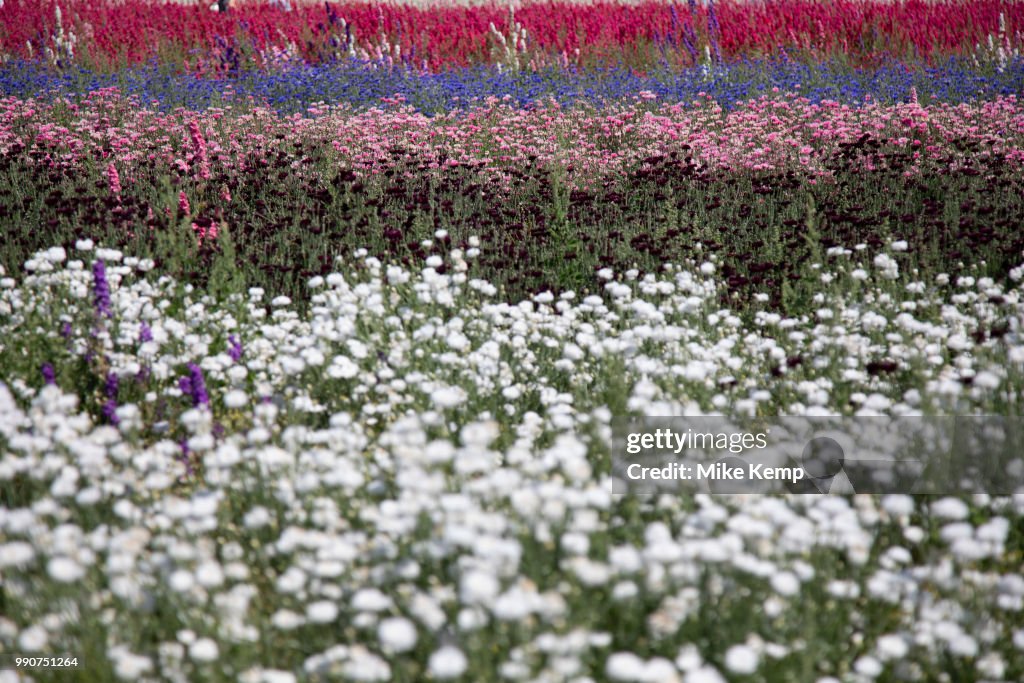 Delphinium Flower Fields Of Confetti In Worcestershire