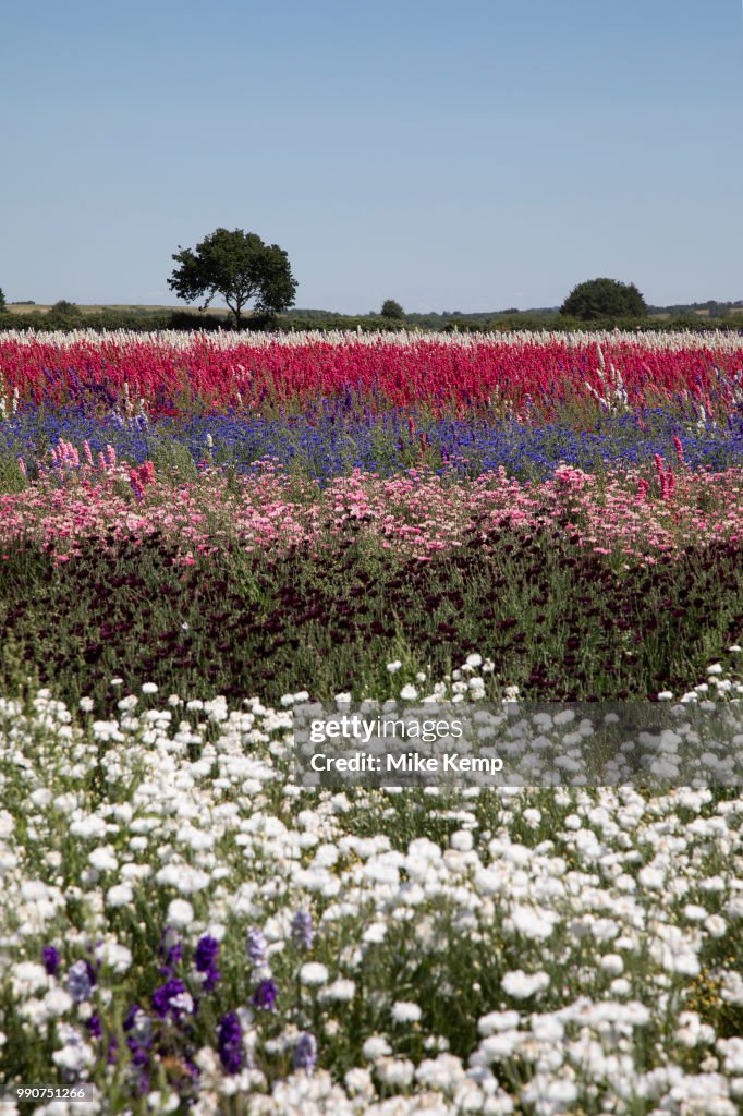 Delphinium Flower Fields Of Confetti In Worcestershire