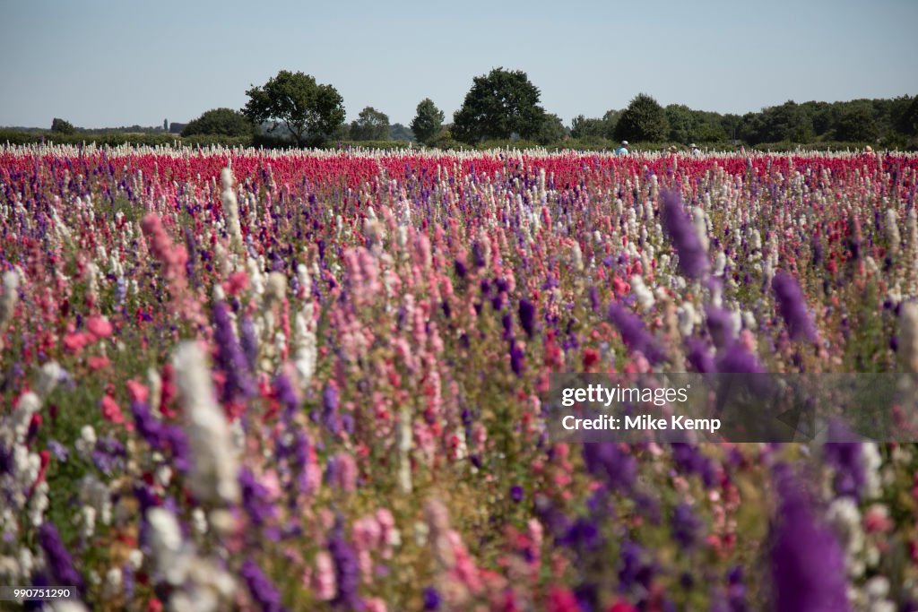 Delphinium Flower Fields Of Confetti In Worcestershire