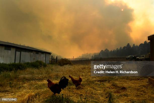 Chickens graze near their hutch as the Weston Pass Fire burns in the background on July 2, 2018 near Fairplay, Colorado. The fire, burning about 20...